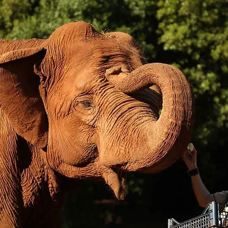 Neptun מלון בריוני