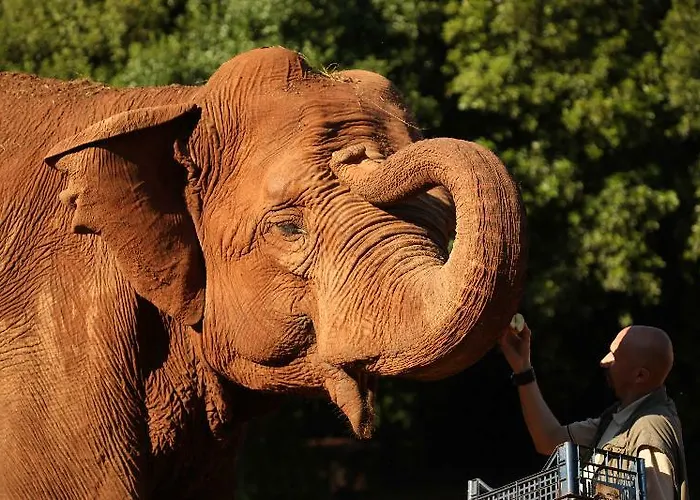 Neptun 酒店 布里俄尼